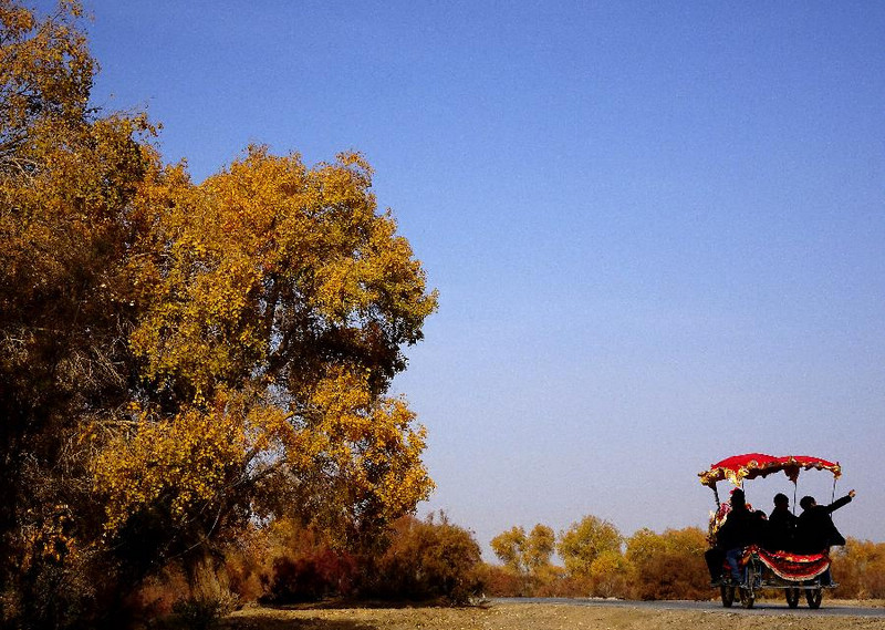 Лесопарк туранги в уезде Бачу Синьцзян-Уйгурского автономного района