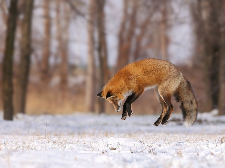 Топ 20 фотографий журнала National Geographic за октябрь по версии портала Bigpicture