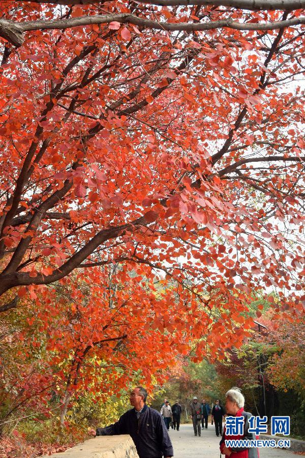 Прогулка по «коридору красных листьев» в горах Цяньфошань, г. Цзинань