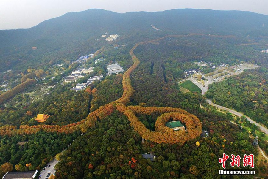 Горы Цзыцзиньшань в ожерелье из желтых листьев