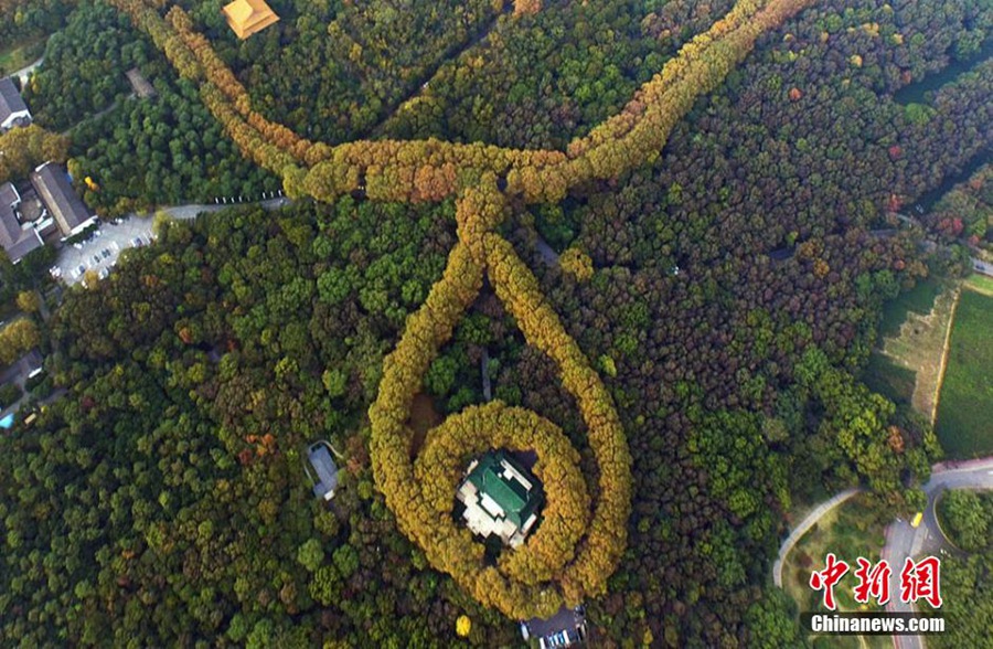 Горы Цзыцзиньшань в ожерелье из желтых листьев