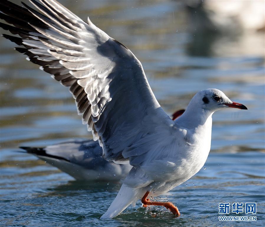 Горные гуси и озерные чайки прилетают в Лхасу на зимовку