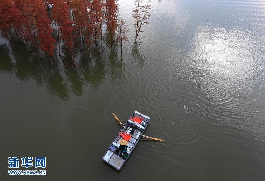 Уникальный «лес на воде» посреди озера Тяньцюань