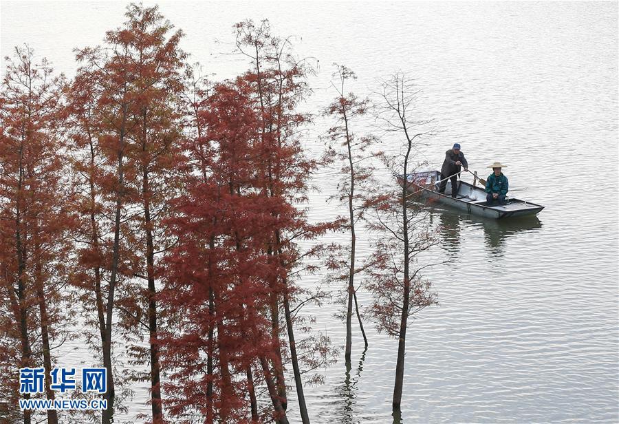 Уникальный «лес на воде» посреди озера Тяньцюань