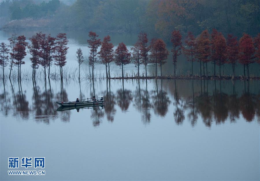 Уникальный «лес на воде» посреди озера Тяньцюань