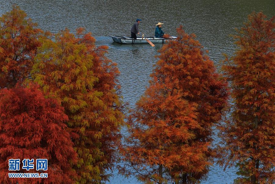 Уникальный «лес на воде» посреди озера Тяньцюань