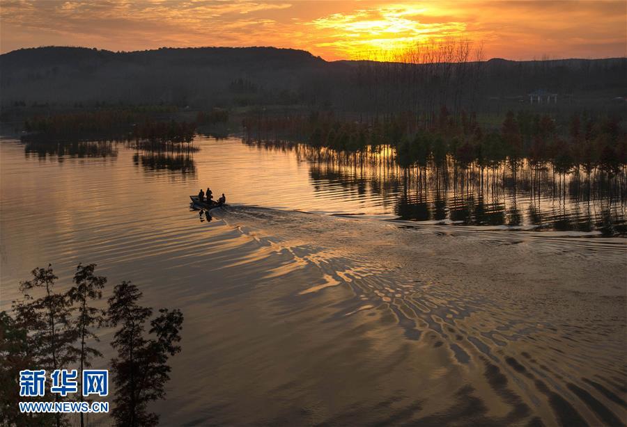 Уникальный «лес на воде» посреди озера Тяньцюань