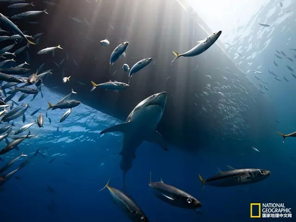 Красивые фотоработы в голубых тонах