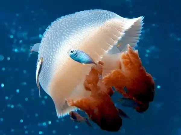 Красивые фотоработы в голубых тонах