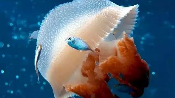 Красивые фотоработы в голубых тонах