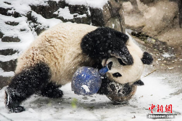 Бамбуковая панда, развлекающаяся во снегу