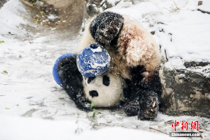 Бамбуковая панда, развлекающаяся во снегу