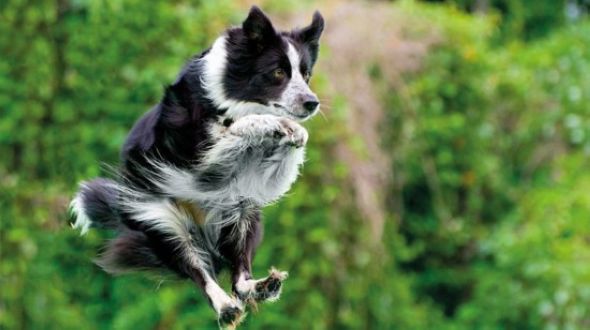 «Летящие» собаки в объективе фотографа Jack Bradley