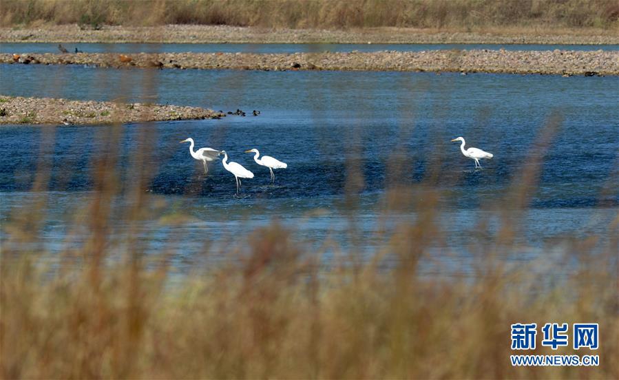Птицы собираются в заболоченной местности реки Хуанхэ