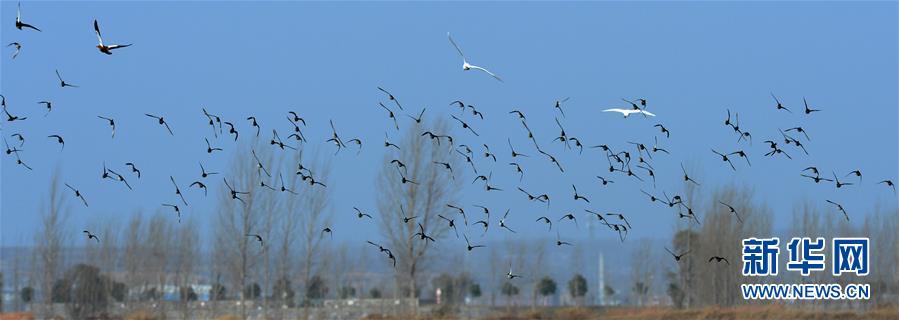 Птицы собираются в заболоченной местности реки Хуанхэ