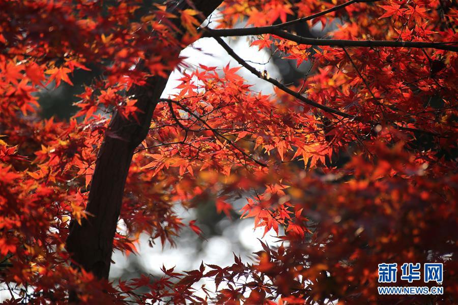 Прекрасные кленовые листья в городе Наньтун провинции Цзянсу 