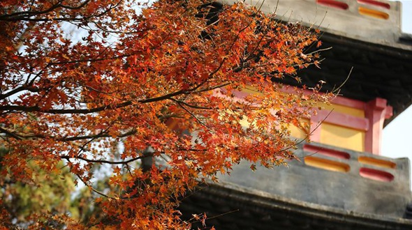 Прекрасные кленовые листья в городе Наньтун провинции Цзянсу