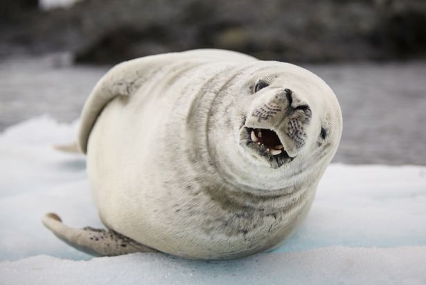 Смеющийся тюлень