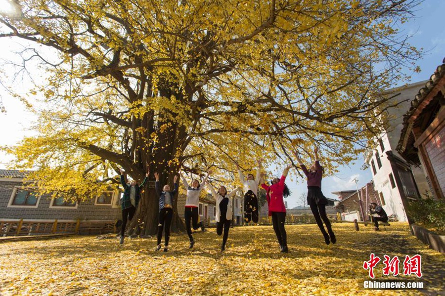 Прекрасные деревья гинкго в провинции Гуйчжоу 