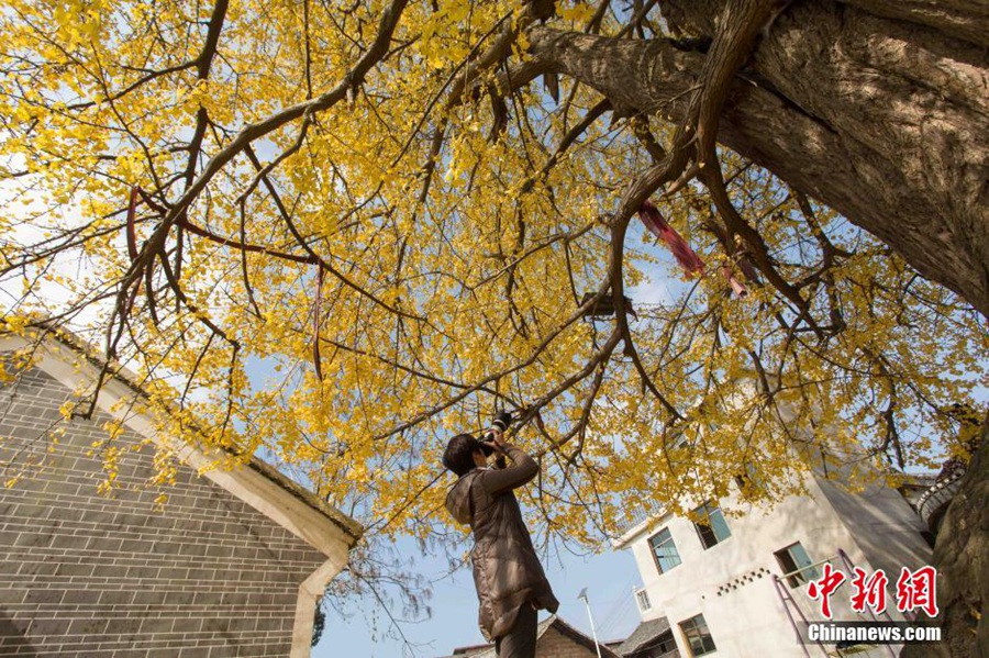 Прекрасные деревья гинкго в провинции Гуйчжоу 