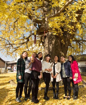 Прекрасные деревья гинкго в провинции Гуйчжоу