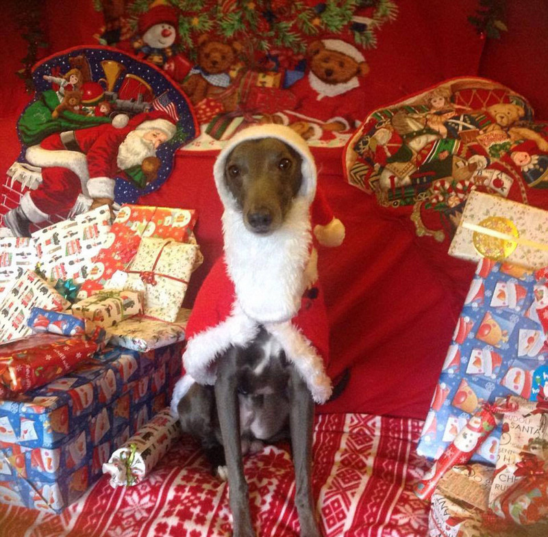 Собака-модель снялась для рождественских фотографий