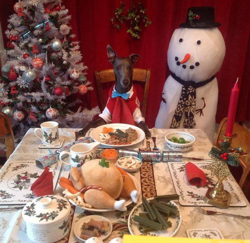 Собака-модель снялась для рождественских фотографий