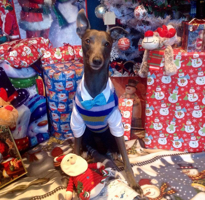 Собака-модель снялась для рождественских фотографий