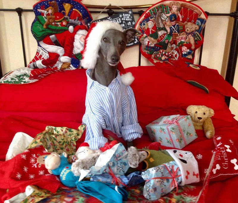 Собака-модель снялась для рождественских фотографий