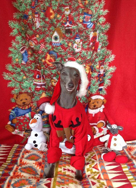 Собака-модель снялась для рождественских фотографий