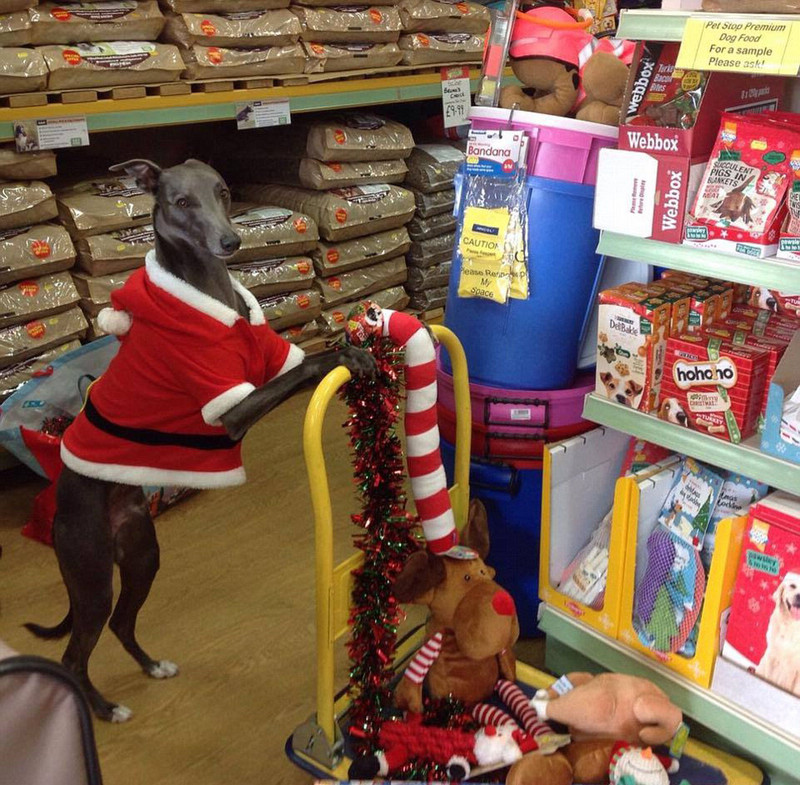 Собака-модель снялась для рождественских фотографий