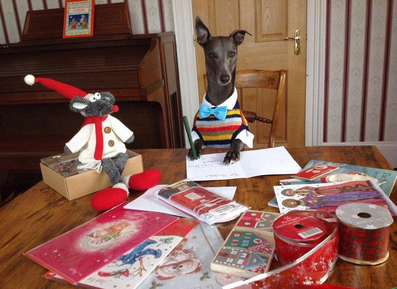 Собака-модель снялась для рождественских фотографий