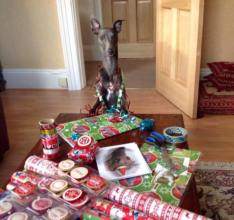 Собака-модель снялась для рождественских фотографий