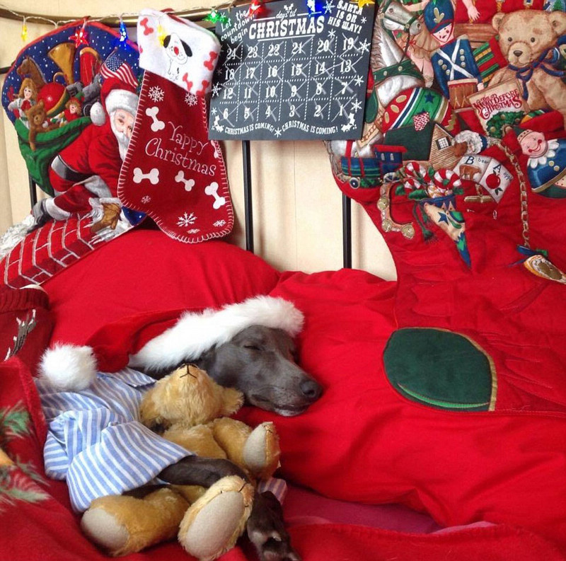 Собака-модель снялась для рождественских фотографий