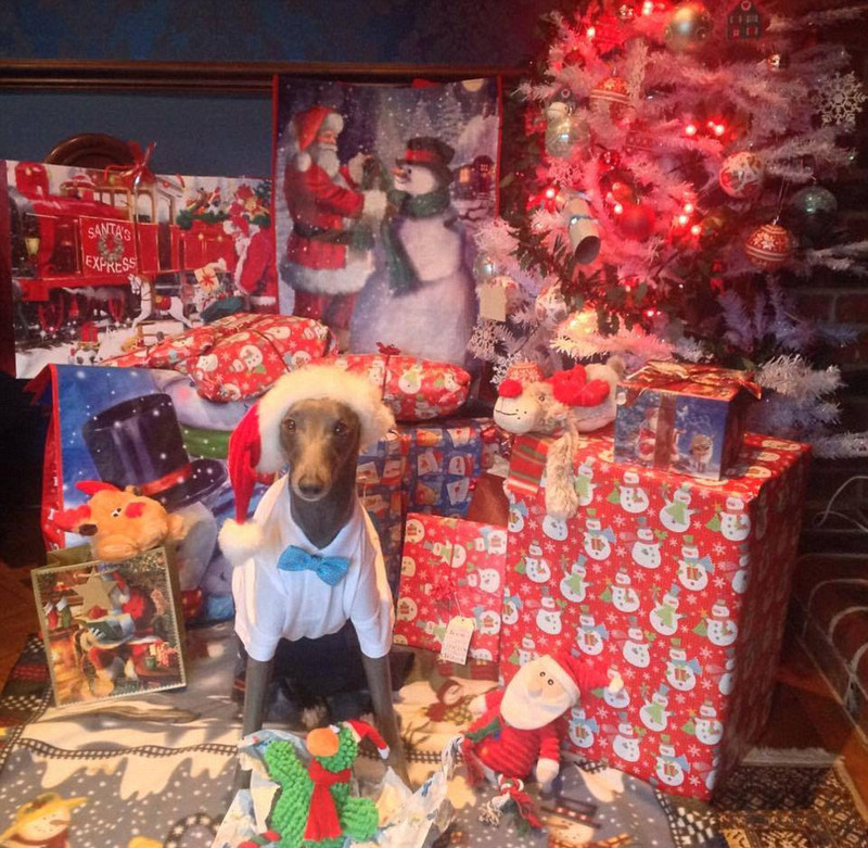 Собака-модель снялась для рождественских фотографий