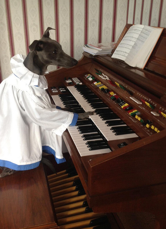 Собака-модель снялась для рождественских фотографий