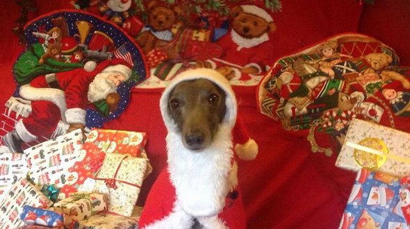 Собака-модель снялась для рождественских фотографий