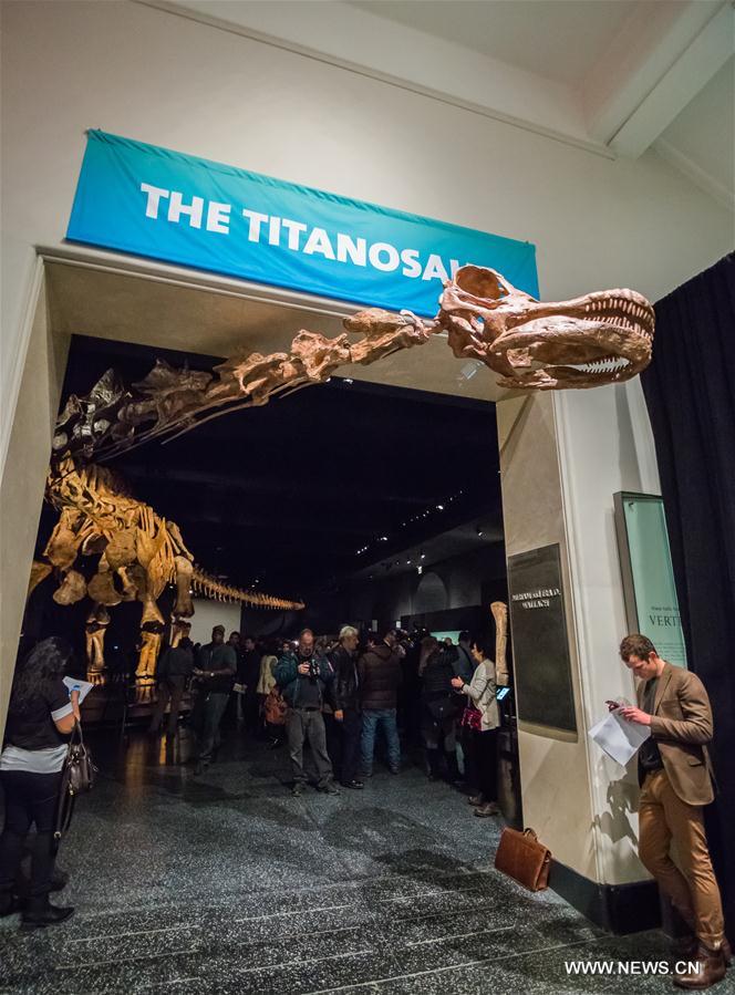 15 января, американский музей естественной истории в Нью-Йорке покажет посетителям скелет титанозавра, который имеет длину около 37.2 метров.