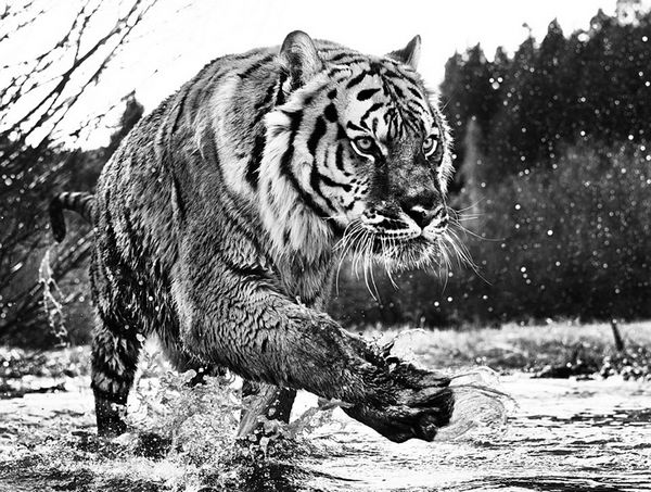 Черно-белые фото диких животных