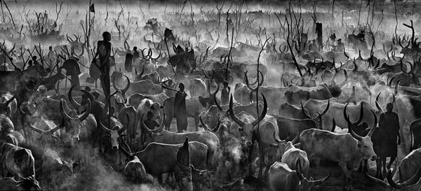 Черно-белые фото диких животных