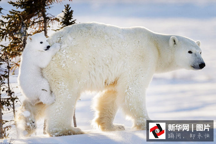 Белый медвежонок впервые покидает берлогу «на такси» у мамы на спине