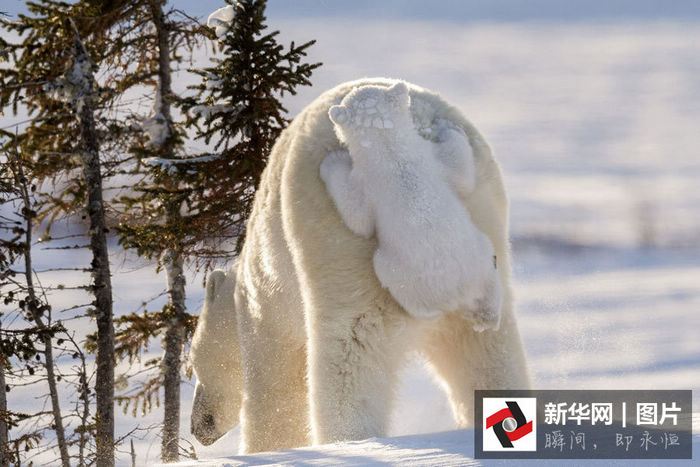 Забавные зимние фотографии животных