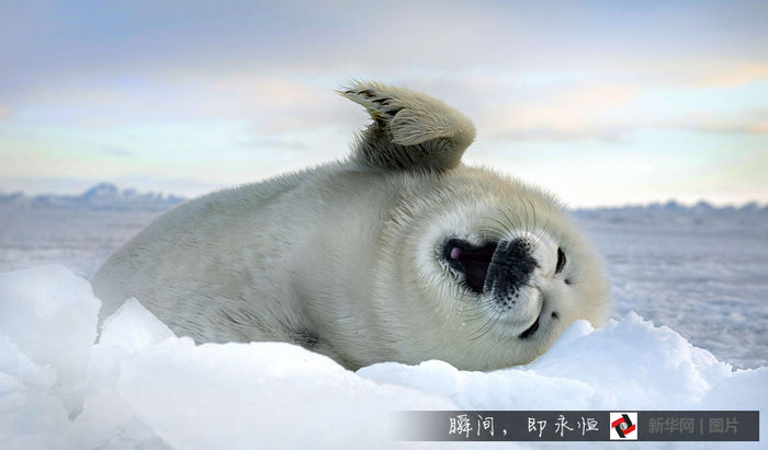 Забавные зимние фотографии животных