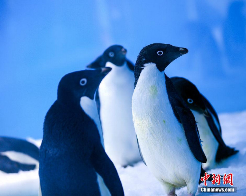 Шесть пингвинов появились в парке Чунцина 
