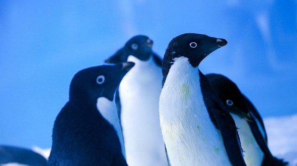 Шесть пингвинов появились в парке Чунцина