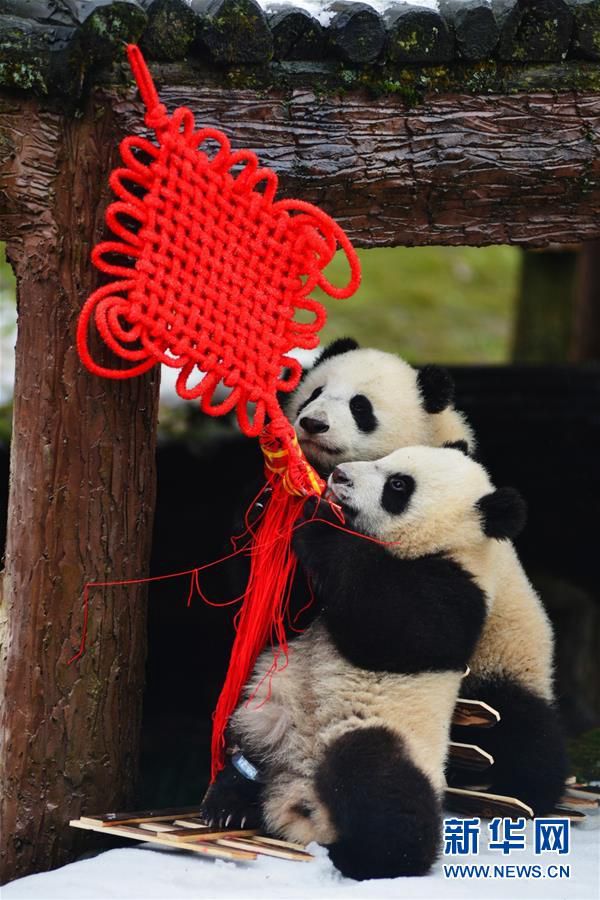 Медвежата, родившиеся в 2015 году в Китайском центре по исследованию и охране больших панд