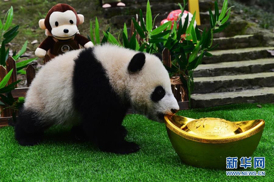 Медвежата, родившиеся в 2015 году в Китайском центре по исследованию и охране больших панд