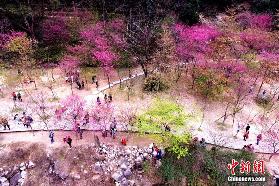 Цветущая сакура города Фучжоу