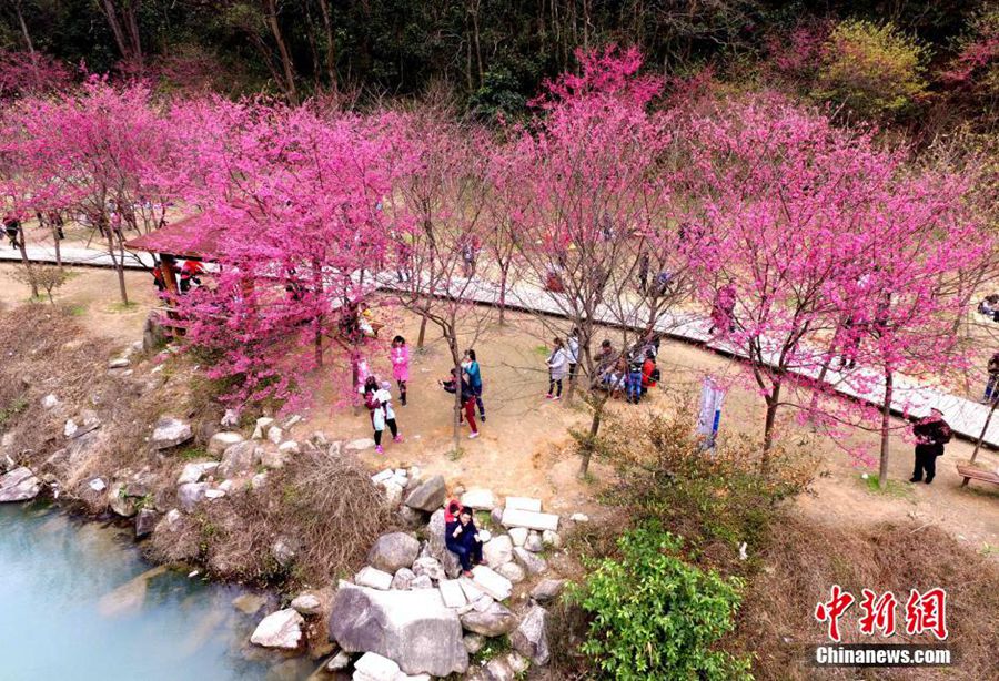 Цветущая сакура города Фучжоу