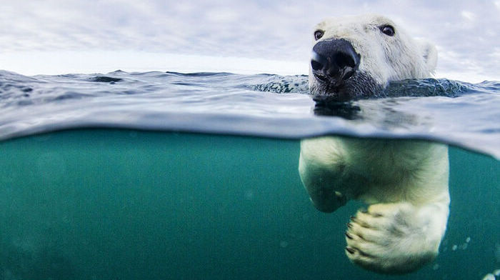 Фотограф снял, как белый медведь учится плавать на длинные дистанции